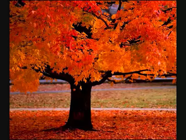 Four Seasons ~ Vivaldi