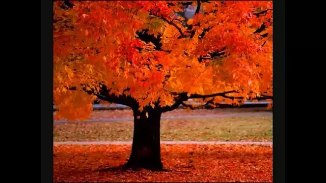 Four Seasons ~ Vivaldi